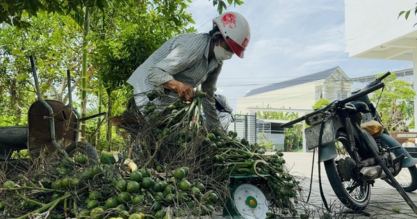 Thấy gì từ việc giá cau tăng sốc rồi ‘bốc hơi’?