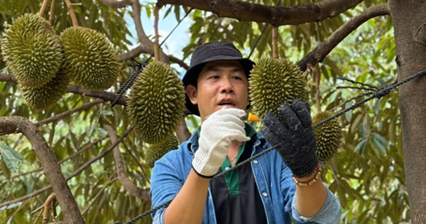 Trung Quốc tăng nhập sầu riêng, cau Việt Nam