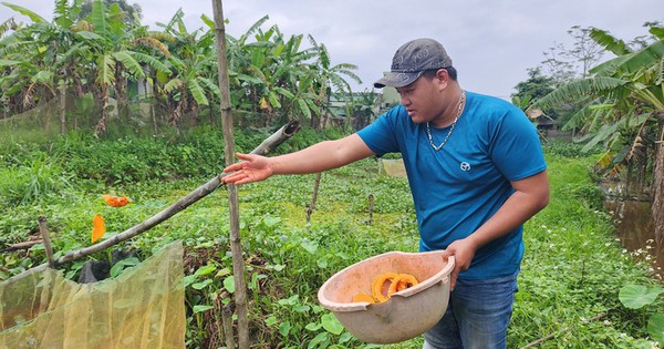 Nuôi con "hiền như đất" mê ăn bí, anh nông dân thu lãi 200 triệu đồng rất nhẹ nhàng