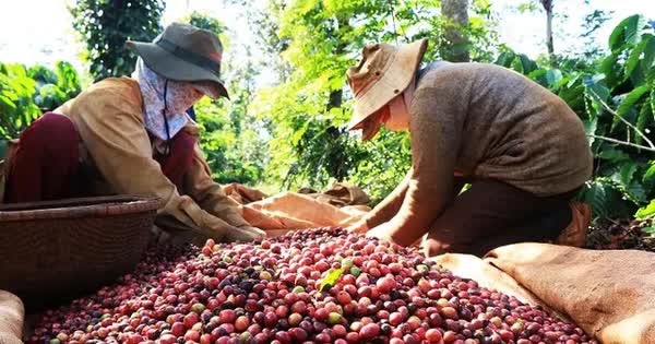 Cà phê Việt Nam thắng lớn