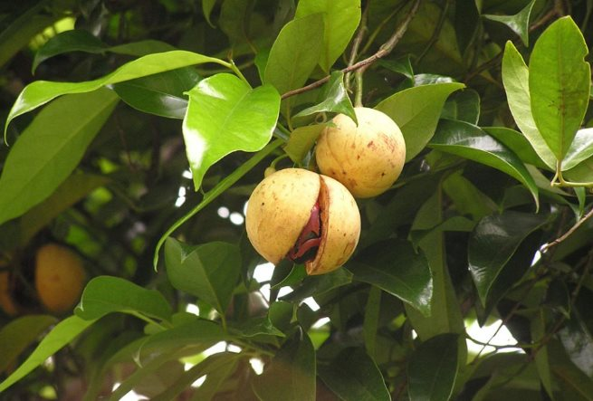 Một loại gia vị đắt thứ 3 thế giới nhưng Việt Nam có rất nhiều: Trồng trên 3 năm mới được thu hoạch, Mỹ, Hà Lan đua nhau săn lùng - Ảnh 1