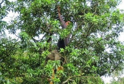 Loại cây gỗ lấy hoa nghìn tỷ đưa Việt Nam trở thành ông trùm đứng thứ 2 thế giới: Thu gần 50 triệu USD từ đầu năm, Ấn Độ có bao nhiêu mua bấy nhiêu - Ảnh 1