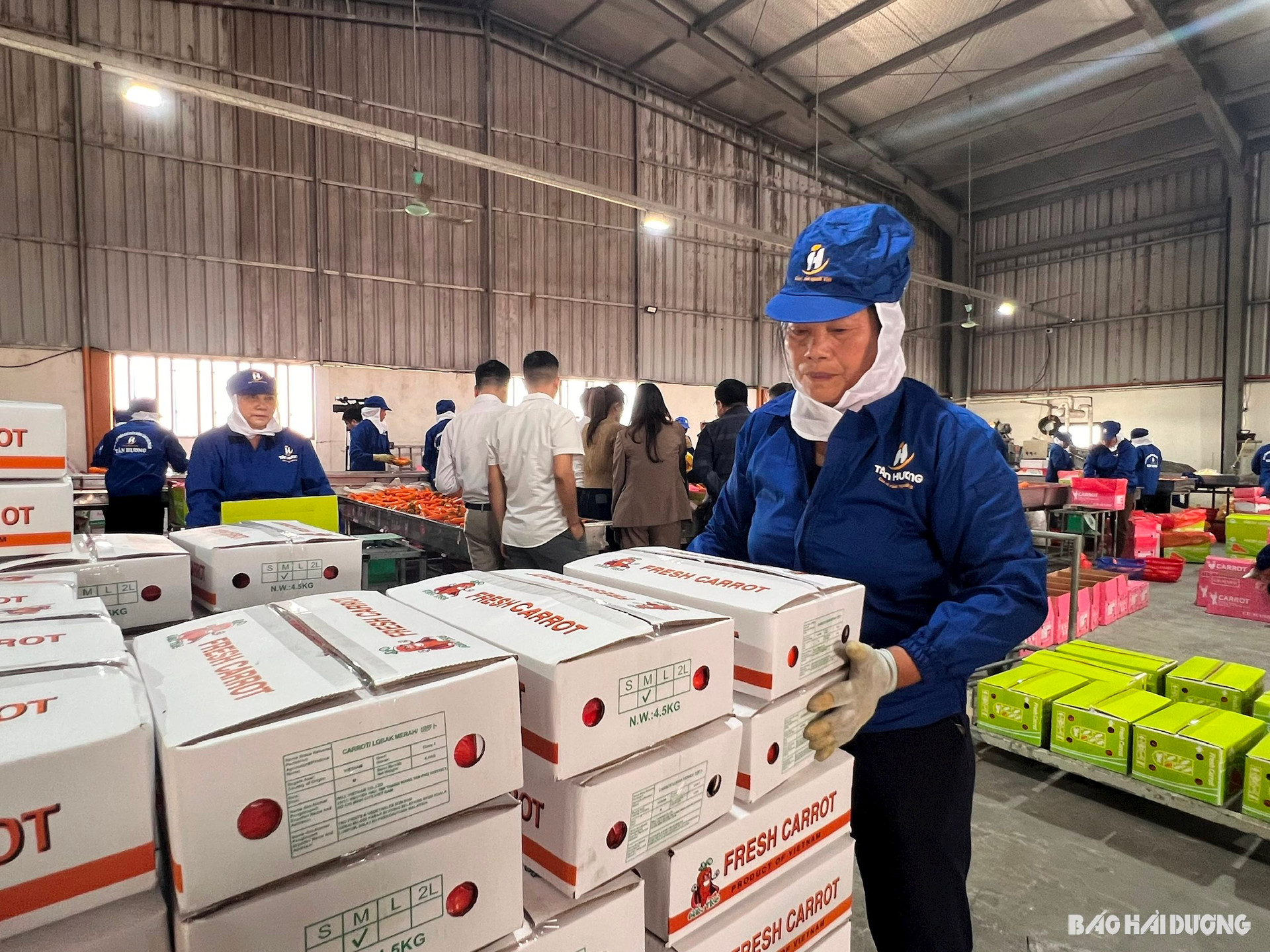 Bán thứ rẻ bèo là "nhân sâm người nghèo", ông nông dân nhẹ nhàng kiếm 95 tỷ đồng/năm - Ảnh 3