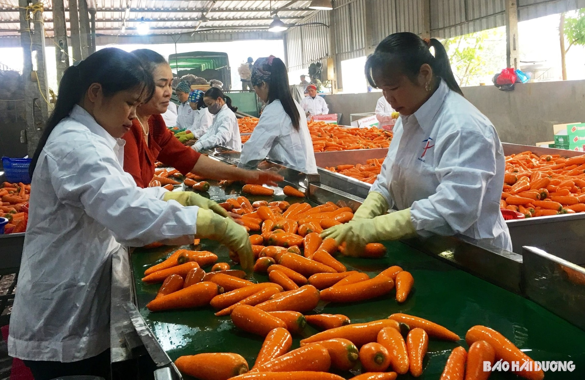 Bán thứ rẻ bèo là "nhân sâm người nghèo", ông nông dân nhẹ nhàng kiếm 95 tỷ đồng/năm - Ảnh 2