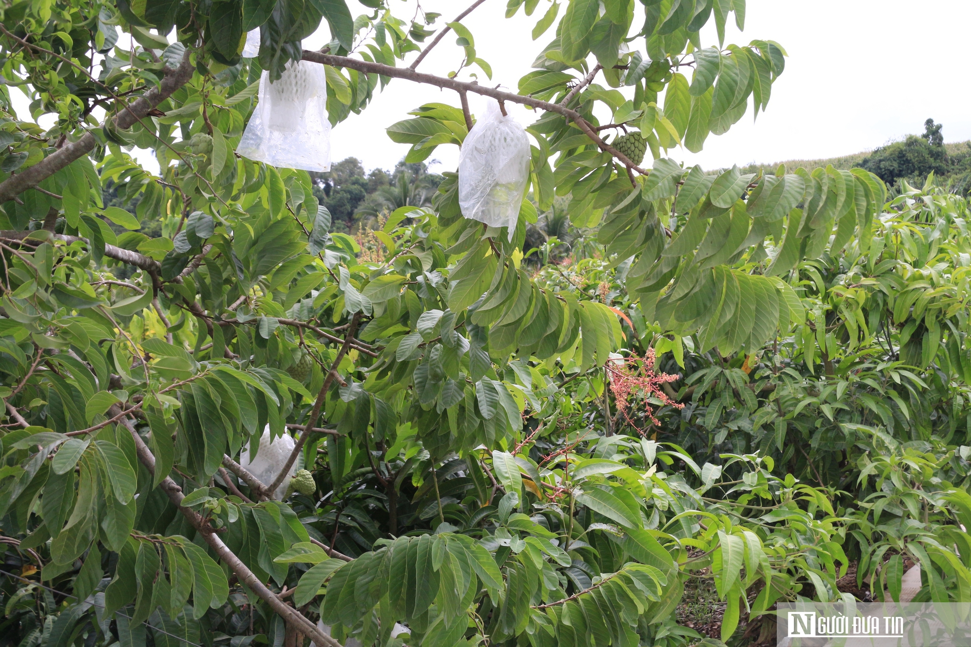 Chở phù sa ngược lên vùng “đất khó”, lão nông U70 kiếm hơn 1 tỷ đồng/năm - Ảnh 2