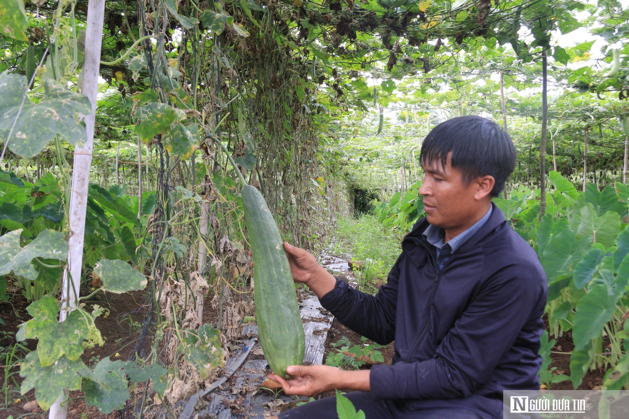 Biến thứ bỏ đi thành "siêu phẩm", anh giám đốc trao cơ hội làm giàu cho nhiều nông dân - Ảnh 10