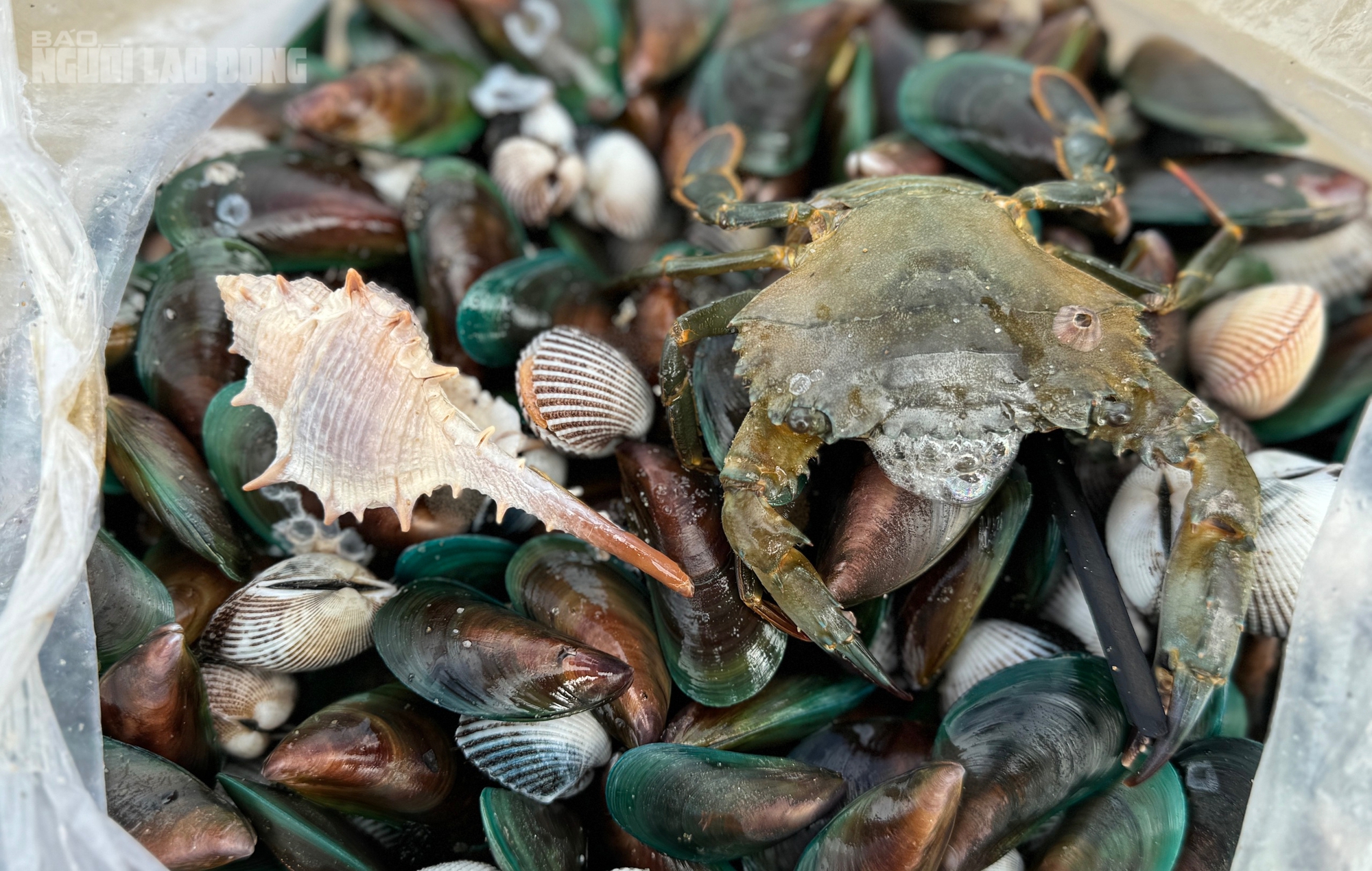 CLIP: Đổ xô ra biển Đà Nẵng nhặt vẹm xanh, sò huyết, cua.. sau bão số 6 - Ảnh 4