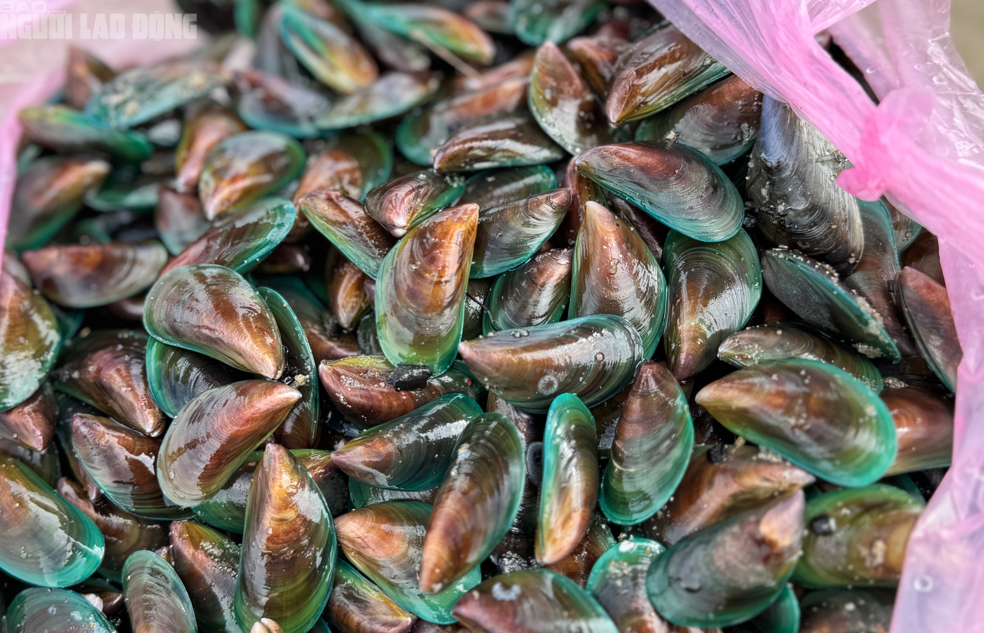 CLIP: Đổ xô ra biển Đà Nẵng nhặt vẹm xanh, sò huyết, cua.. sau bão số 6 - Ảnh 5