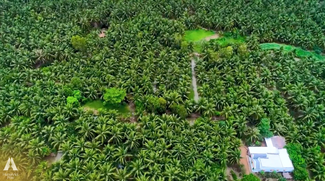 Những trái dừa "kỳ lạ" ở Trà Vinh và sự ra đời của loại đồ uống khiến khách Mỹ say mê - Ảnh 2