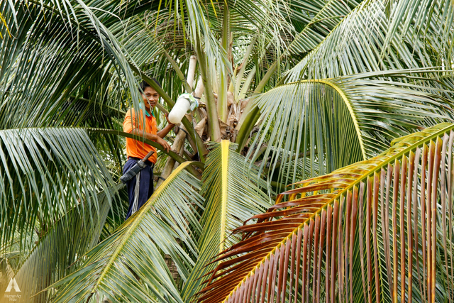 Những trái dừa "kỳ lạ" ở Trà Vinh và sự ra đời của loại đồ uống khiến khách Mỹ say mê - Ảnh 3