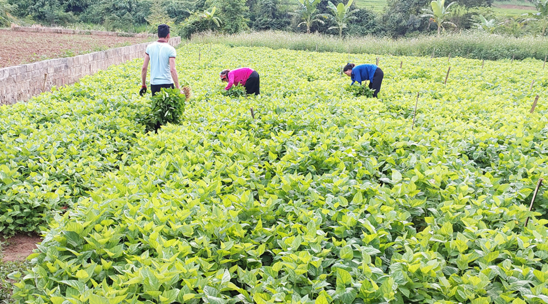 Bỏ phố về quê nuôi con nhả ra thứ "quý như vàng", anh nông dân nhẹ nhàng kiếm 45 tỷ đồng/năm - Ảnh 2