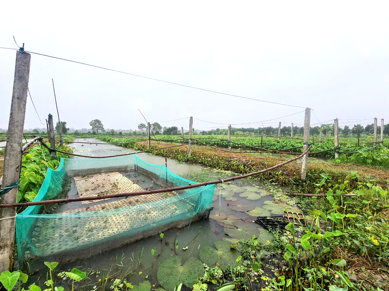 "Cãi vợ" về quê nuôi con "hiền như đất", anh nông dân kiếm 500 triệu/năm rất nhẹ nhàng - Ảnh 1