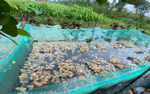 "Cãi vợ" về quê nuôi con "hiền như đất", anh nông dân kiếm 500 triệu/năm rất nhẹ nhàng - Ảnh 3