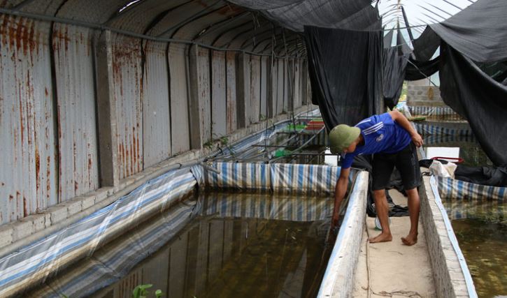 "Cãi vợ" về quê nuôi con "hiền như đất", anh nông dân kiếm 500 triệu/năm rất nhẹ nhàng - Ảnh 2