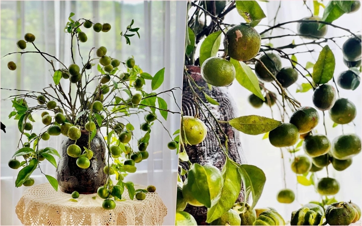 Rộ thú chơi cắm quýt cả cành, chị em say sưa lùng mua - Ảnh 1