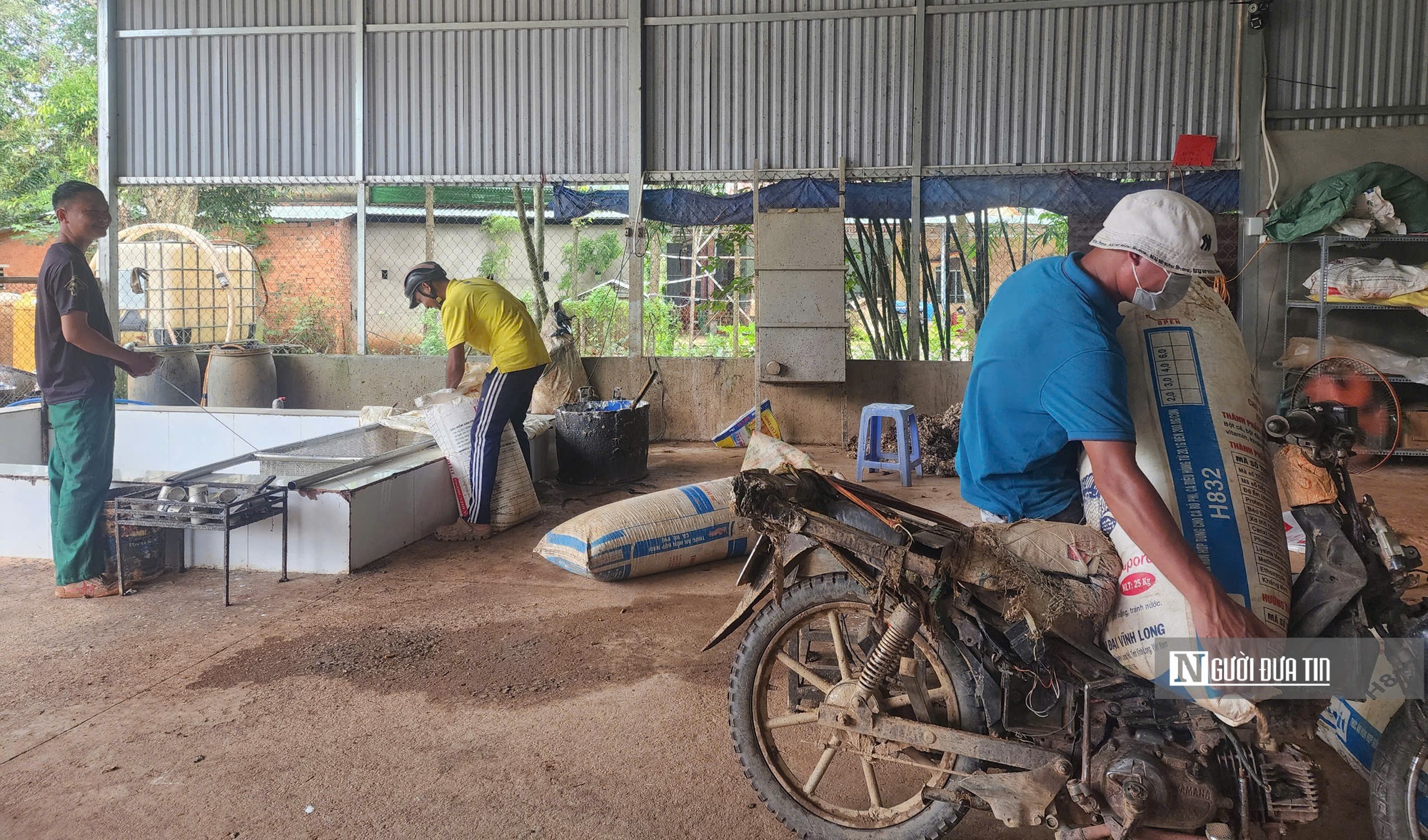 "Vàng trắng" tăng giá, nông dân phấn khởi - Ảnh 1