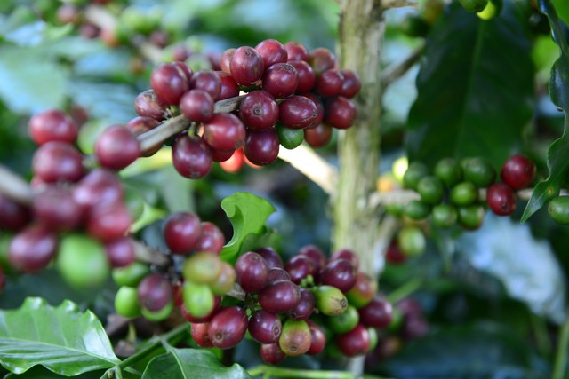 Cà phê Robusta, Arabica đồng loạt tăng giá sốc - Ảnh 1