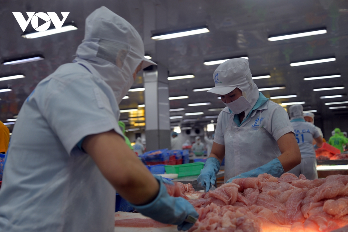 Giá cá tra giống biến động liên tục - Ảnh 2