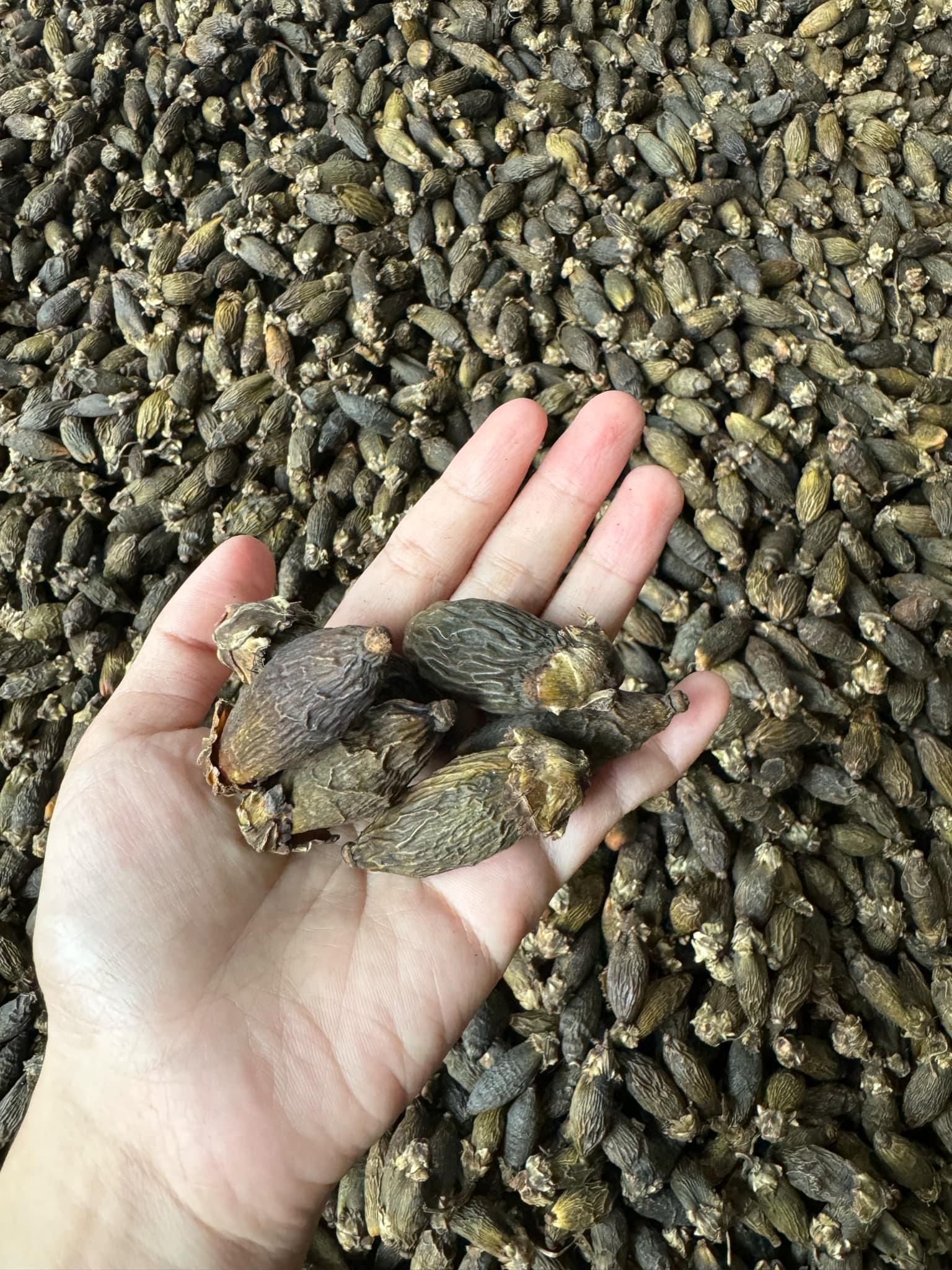 Không chỉ Trung Quốc mà Mỹ, Thái Lan, Butan cũng nhập cau Việt - Ảnh 2