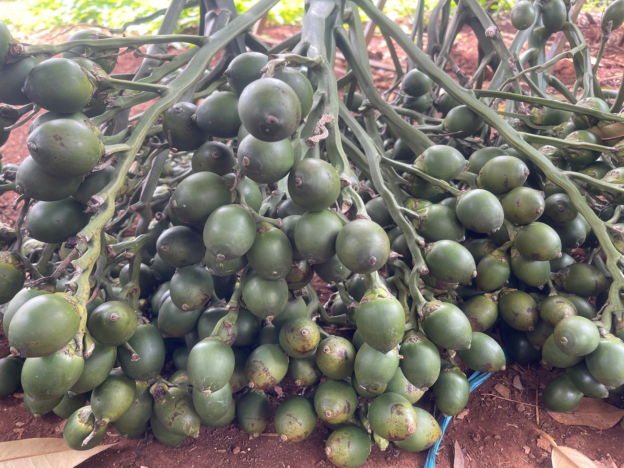 Không chỉ Trung Quốc mà Mỹ, Thái Lan, Butan cũng nhập cau Việt - Ảnh 1