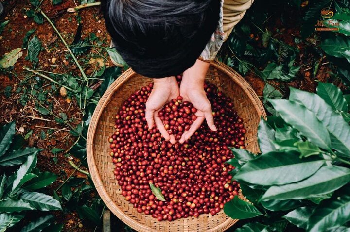 Xuất khẩu cà phê Robusta hưởng lợi nhờ thị trường thế giới biến động - Ảnh 1