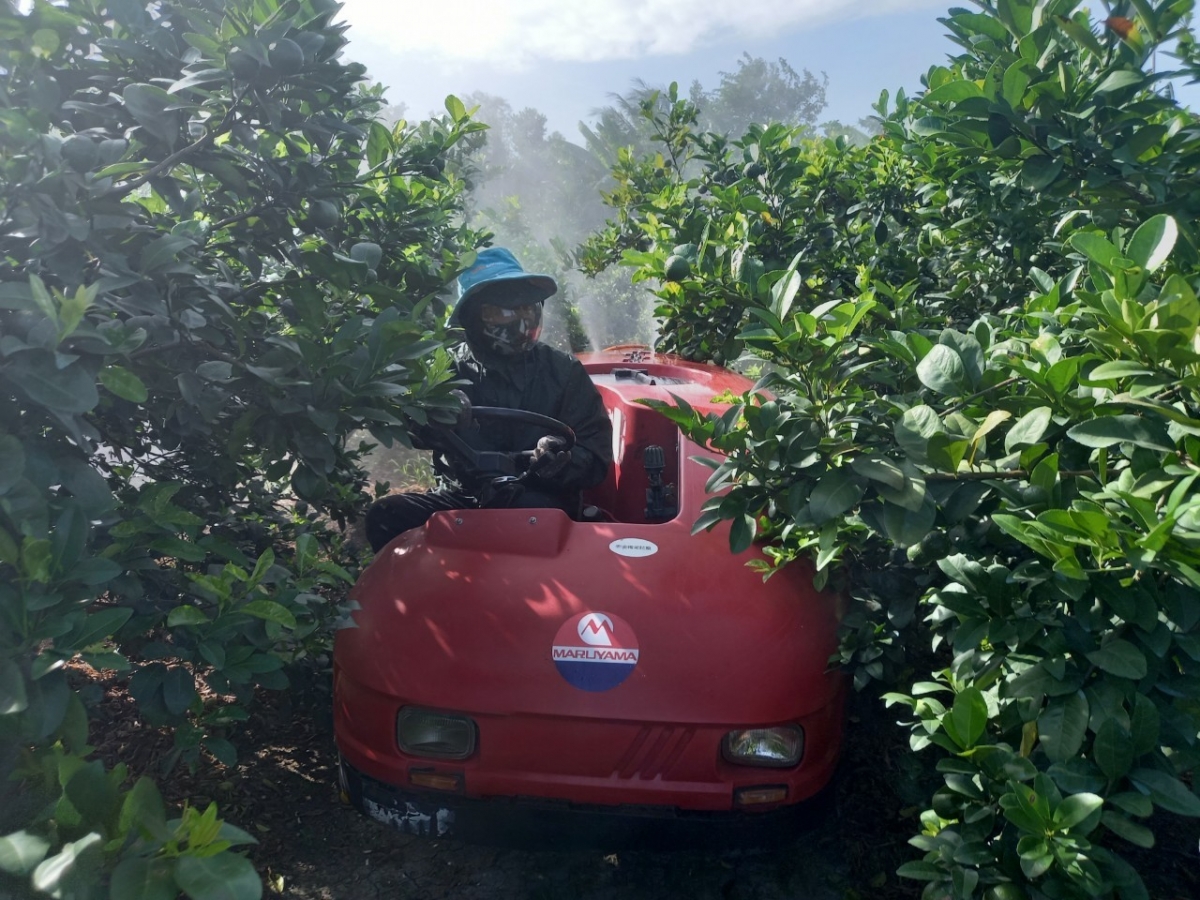 Trái chanh ở Tiền Giang giảm giá sâu, nhà vườn kém vui - Ảnh 1