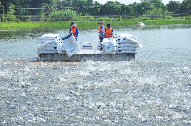 Việt Nam vừa thu về 1,5 tỷ USD từ xuất khẩu cá tra - Ảnh 2