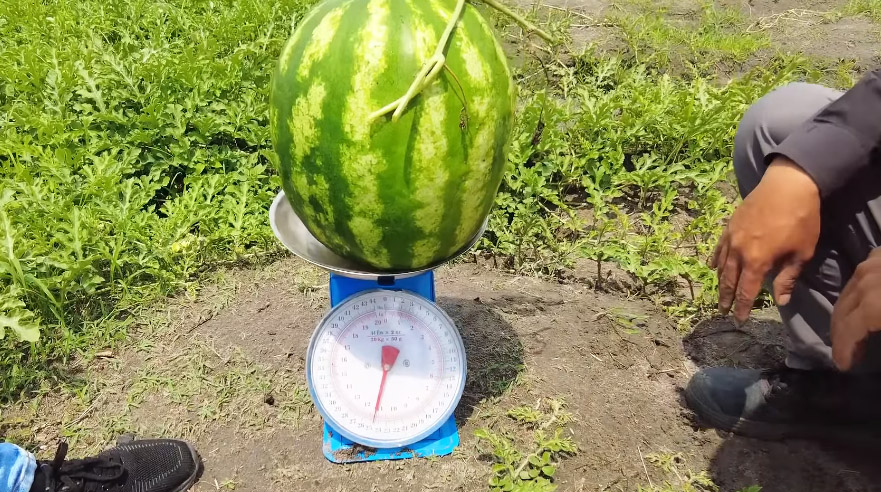 Ruộng dưa hấu ở Angola đến ngày thu hoạch, ông chủ người Việt hái làm quà tặng, phát hiện điều bất ngờ - Ảnh 5