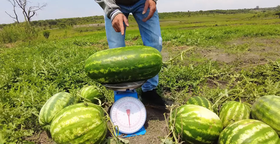 Ruộng dưa hấu ở Angola đến ngày thu hoạch, ông chủ người Việt hái làm quà tặng, phát hiện điều bất ngờ - Ảnh 6