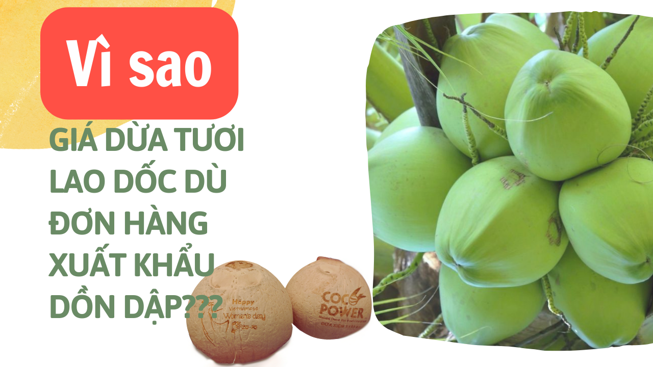 Giá dừa tươi giảm gần một nửa dù đơn hàng xuất khẩu dồn dập, vì sao? - Ảnh 1