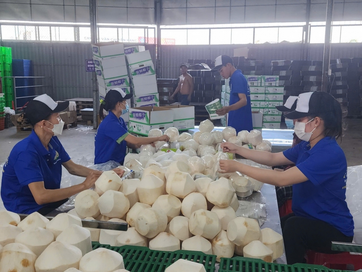 Cấp 49 mã số cho trái dừa tươi tỉnh Tiền Giang xuất khẩu sang Trung Quốc - Ảnh 3