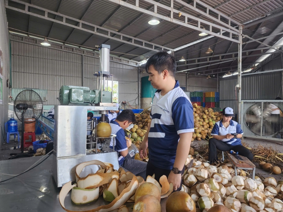 Cấp 49 mã số cho trái dừa tươi tỉnh Tiền Giang xuất khẩu sang Trung Quốc - Ảnh 1