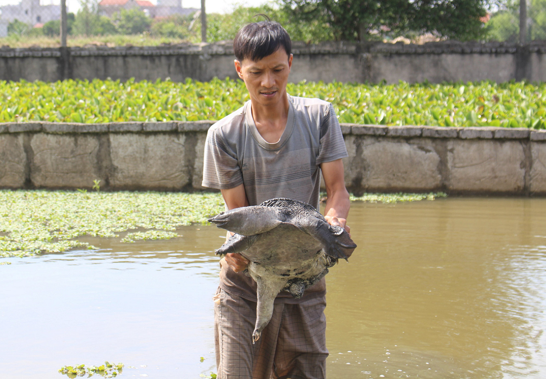 Nuôi con "hiền như đất" mê đồ luộc chín, ông nông dân nhẹ nhàng kiếm 500 triệu/năm - Ảnh 4