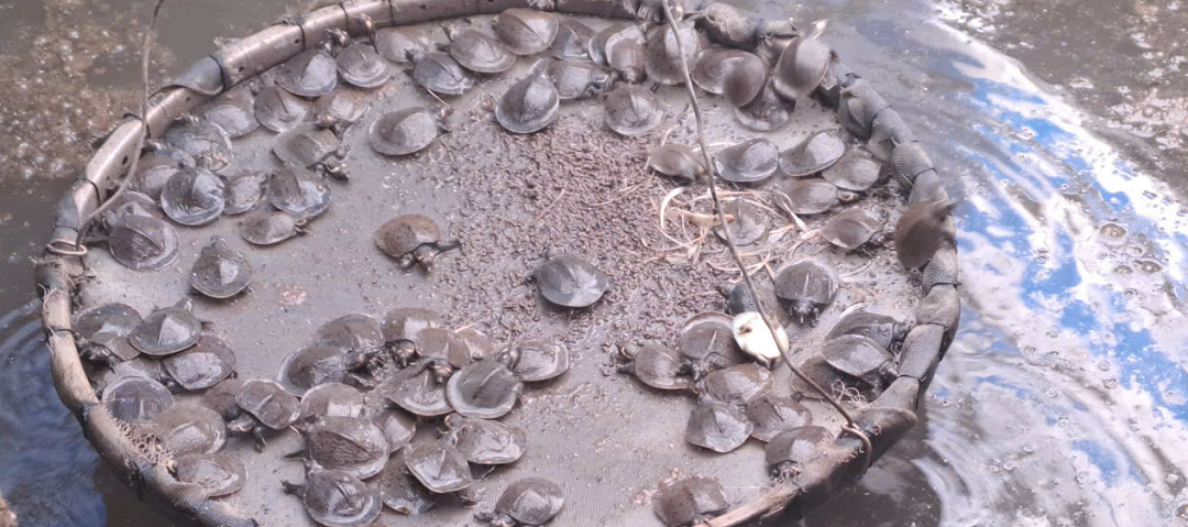 Nuôi con "hiền như đất" mê đồ luộc chín, ông nông dân nhẹ nhàng kiếm 500 triệu/năm - Ảnh 3