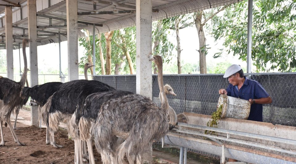 Nuôi loài chim khổng lồ, ông nông dân bán giá kỷ lục 2,8 triệu đồng/1 con giống - Ảnh 1