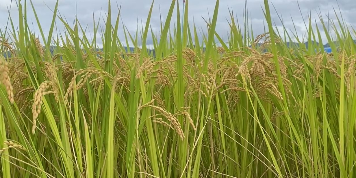 'Vua gạo' lâm nguy, Nhật Bản chạy đua tìm cách giải cứu - Ảnh 3