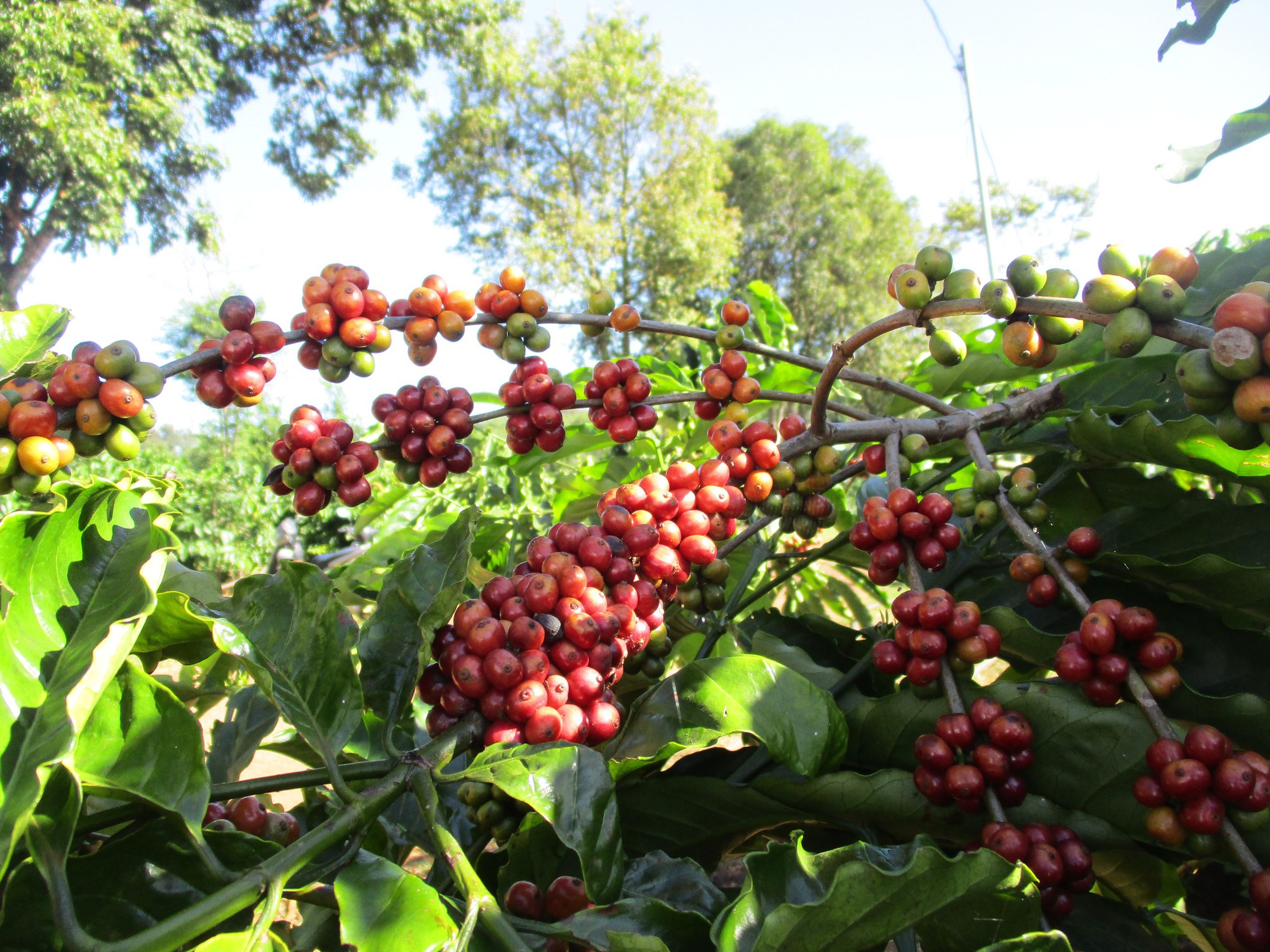 Giá cà phê tăng cao, các công ty kinh doanh cà phê ra sao? - Ảnh 1