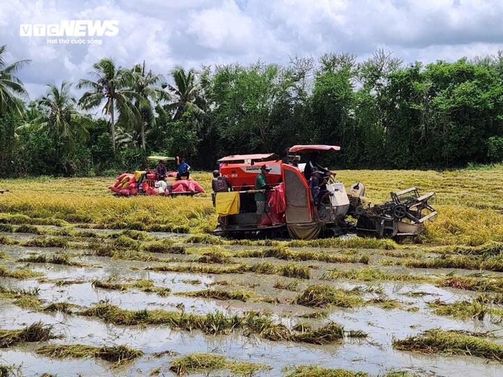Gạo ST25 ào ạt tăng giá, mỗi ký cõng thêm 3.500 đồng - Ảnh 2