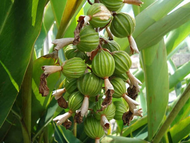 Loại cây gia vị đắt thứ 3 thế giới: Thu hoạch cần công phu, Việt Nam trồng rất nhiều - Ảnh 3