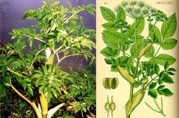 Loại cây gia vị đắt thứ 3 thế giới: Thu hoạch cần công phu, Việt Nam trồng rất nhiều - Ảnh 1