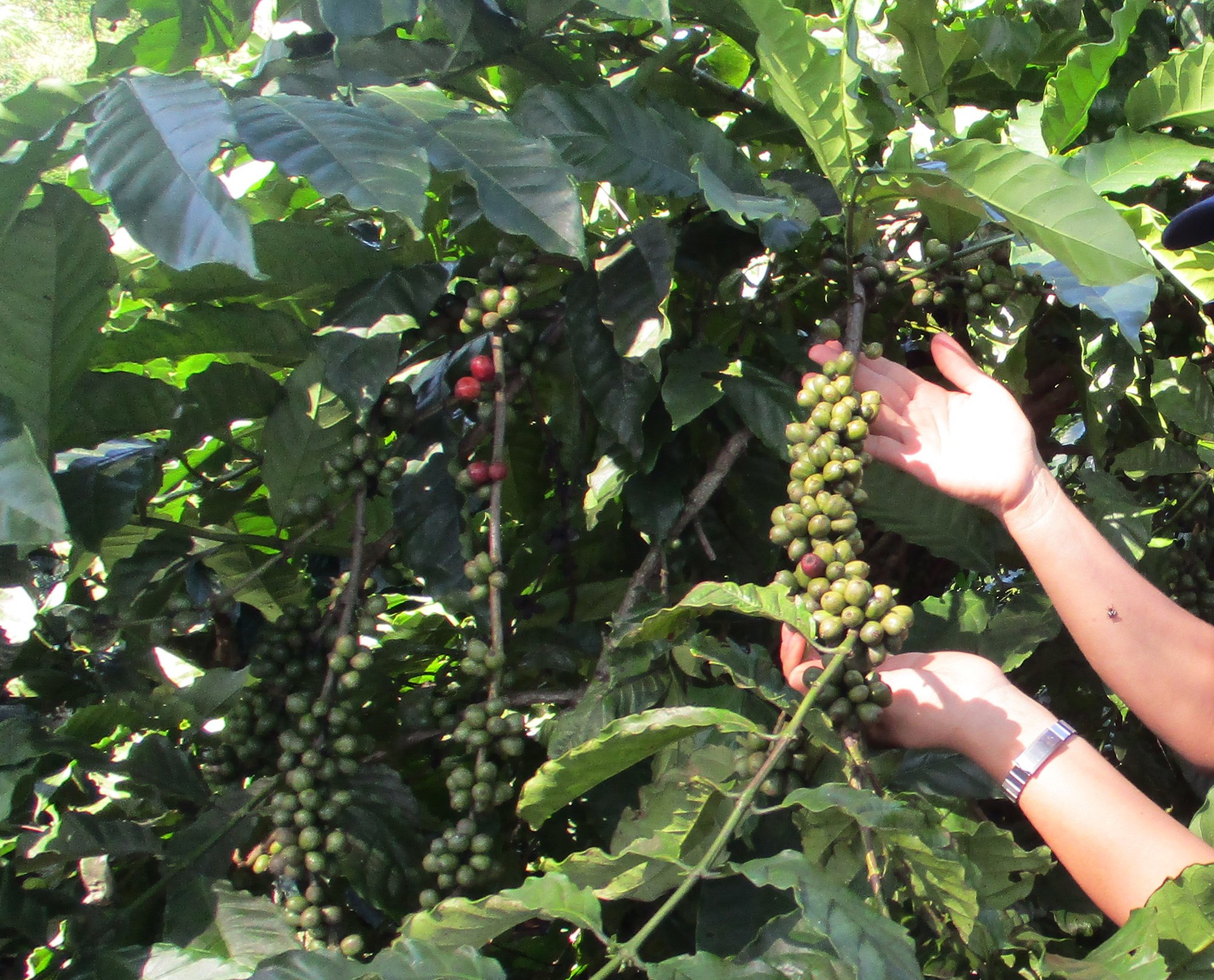 Giá cà phê giảm sâu khi nguồn cung không còn căng thẳng - Ảnh 1