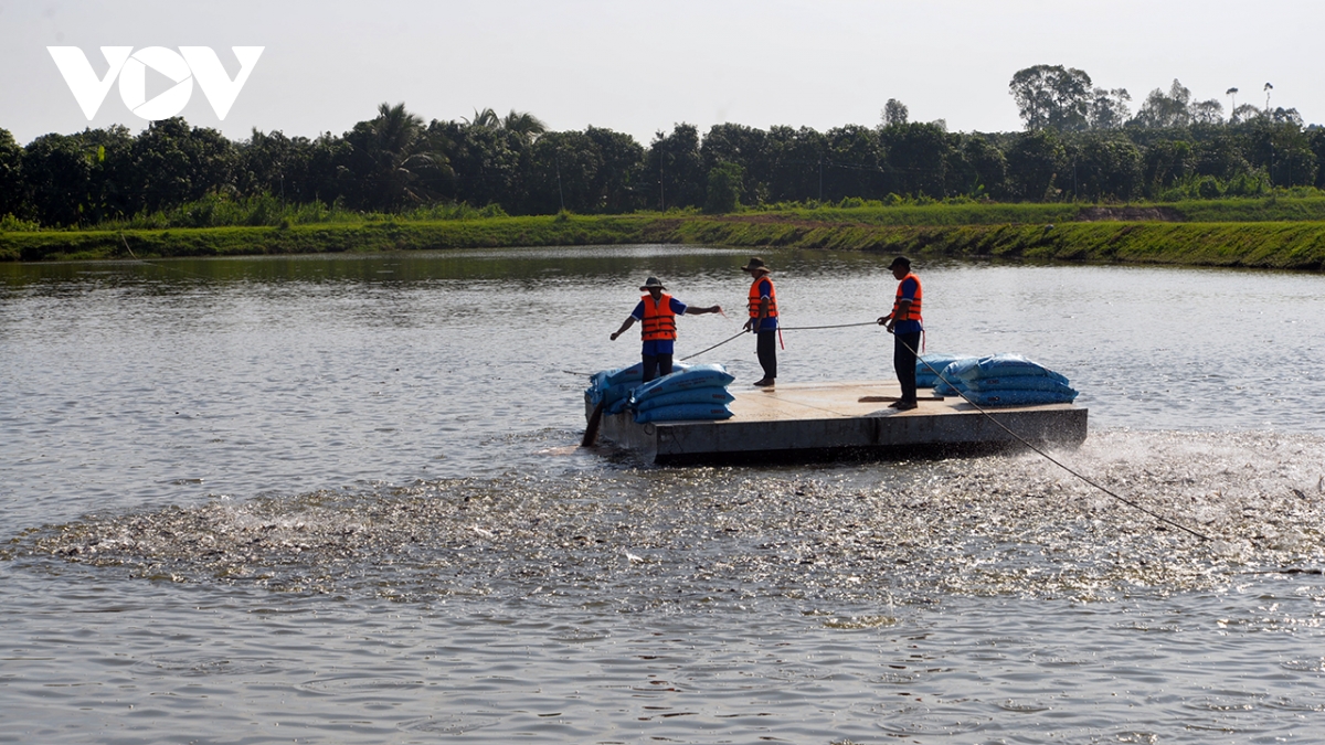 Giá cá tra giống biến động liên tục - Ảnh 1