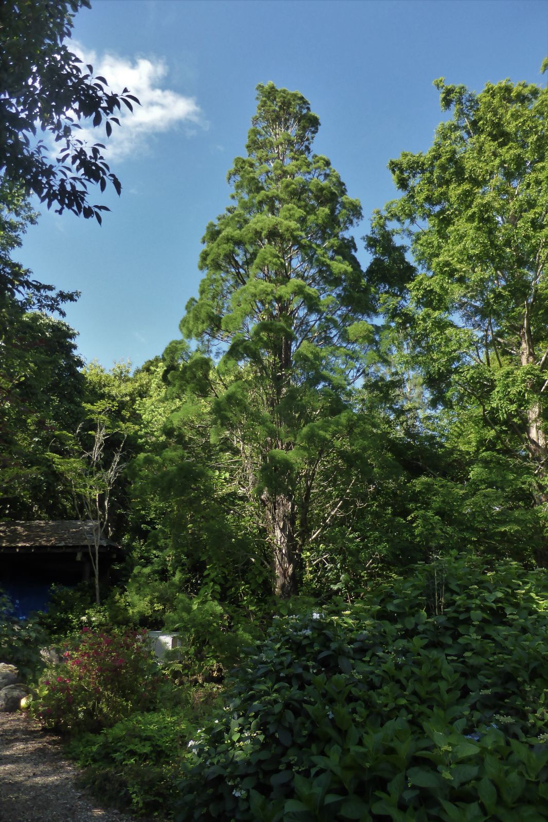 Báu vật của rừng: 'Núi tiền' không mua nổi, cả thế giới chỉ 3 nước có, Việt Nam sở hữu gần 200 cây - Ảnh 3