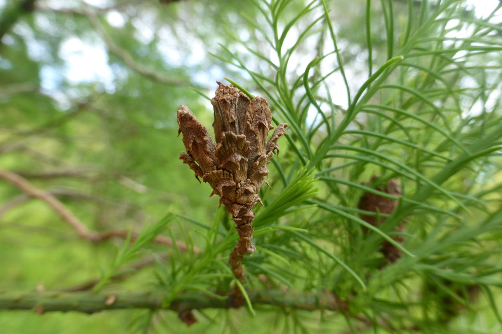 Báu vật của rừng: 'Núi tiền' không mua nổi, cả thế giới chỉ 3 nước có, Việt Nam sở hữu gần 200 cây - Ảnh 2