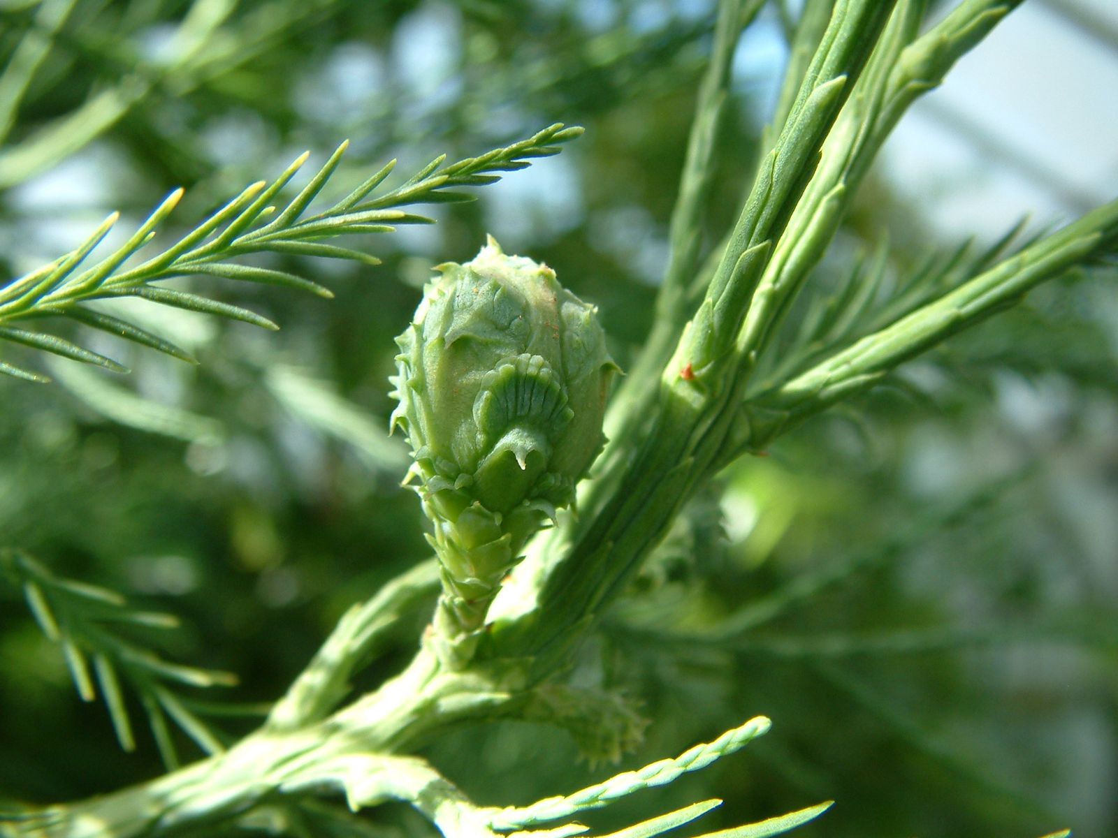 Báu vật của rừng: 'Núi tiền' không mua nổi, cả thế giới chỉ 3 nước có, Việt Nam sở hữu gần 200 cây - Ảnh 1