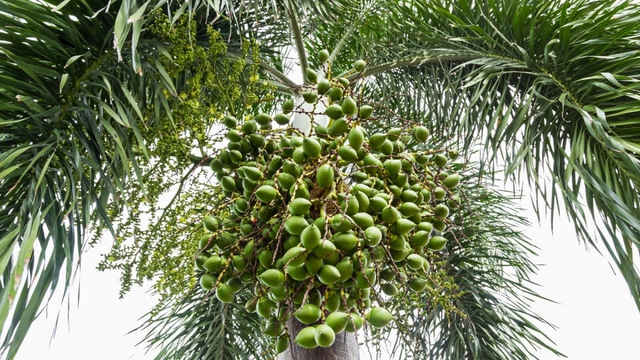 Một mặt hàng Trung Quốc đang thiếu trầm trọng, ồ ạt gom từ Việt Nam, tăng mua tới 621% - Ảnh 2