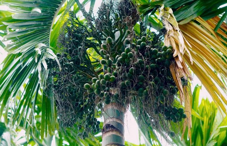 Vì sao giá cau tươi đột ngột "tuột dốc không phanh"? - Ảnh 7