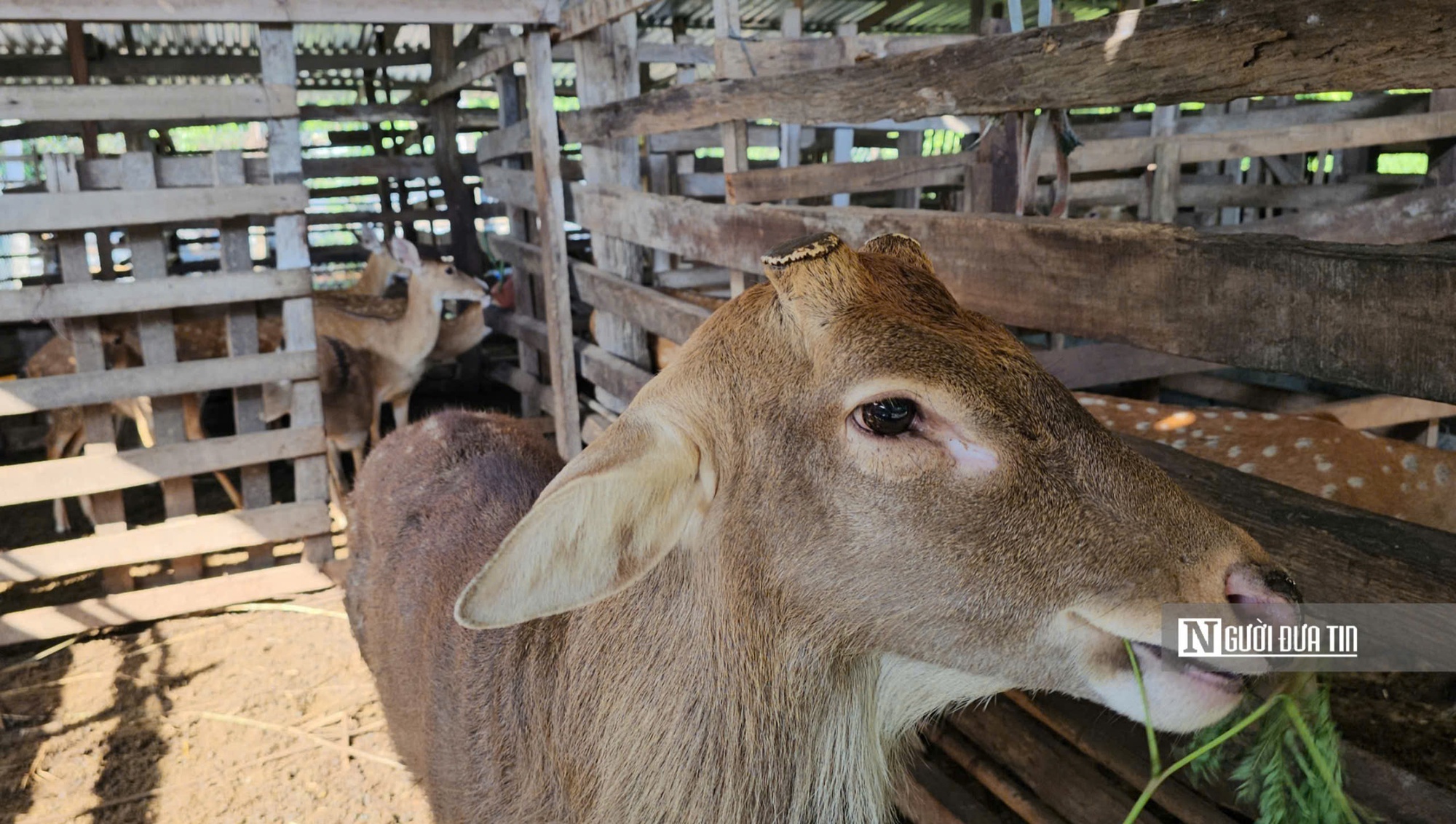 Nuôi con quanh năm cho lộc, người đàn ông nhẹ nhàng kiếm 300 triệu đồng/năm - Ảnh 5