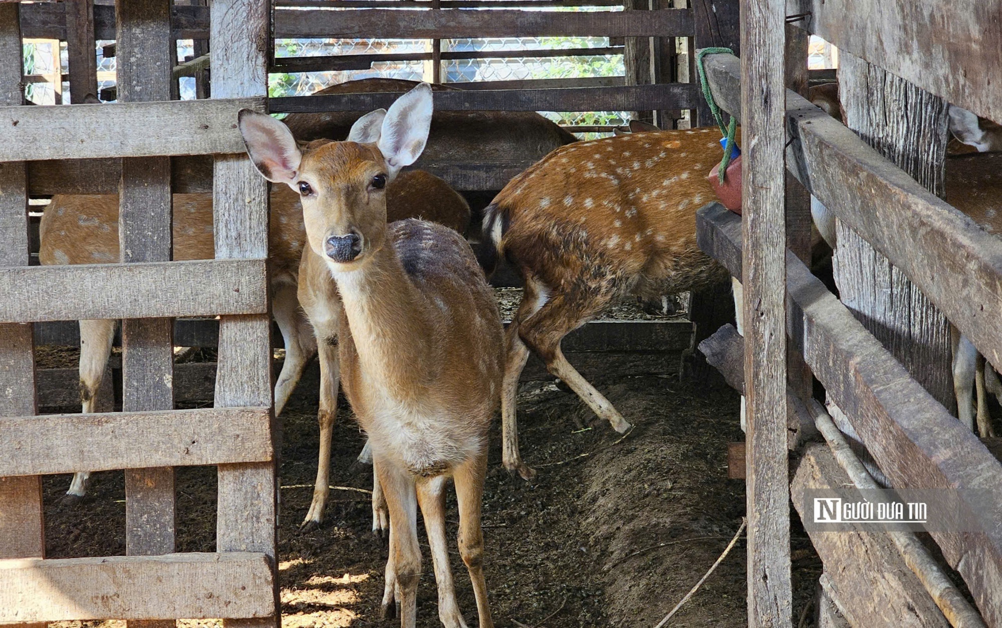Nuôi con quanh năm cho lộc, người đàn ông nhẹ nhàng kiếm 300 triệu đồng/năm - Ảnh 2