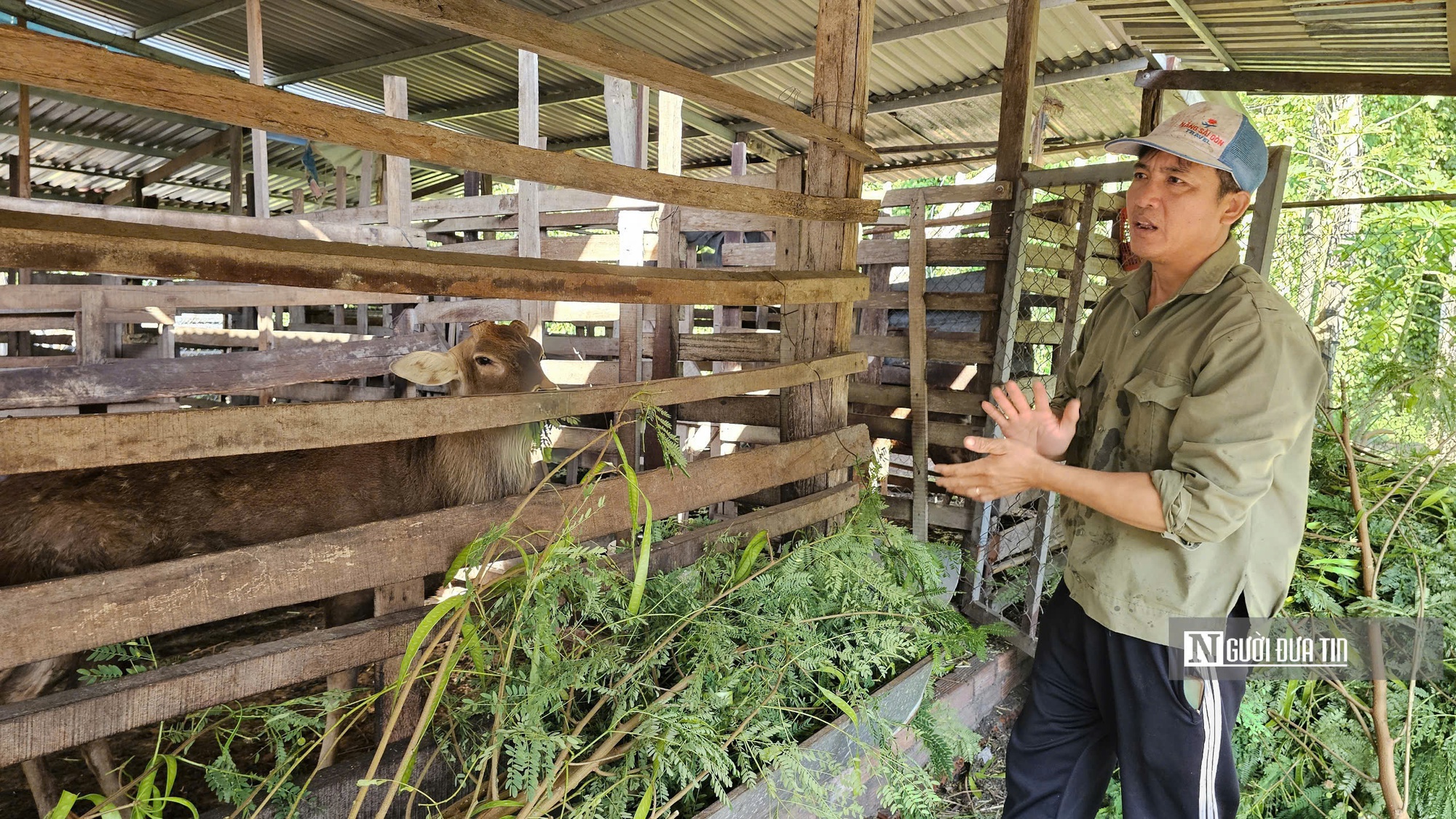 Nuôi con quanh năm cho lộc, người đàn ông nhẹ nhàng kiếm 300 triệu đồng/năm - Ảnh 3